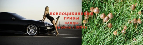 прущие грибы Алексеевка